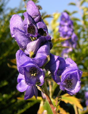 Aconitum_carmich.v.wilsonii.JPG