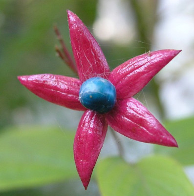 Clerodendrum-trichotomum-Beere-13_10_05.jpg