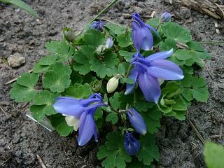 akelei.5.20040425.jpg