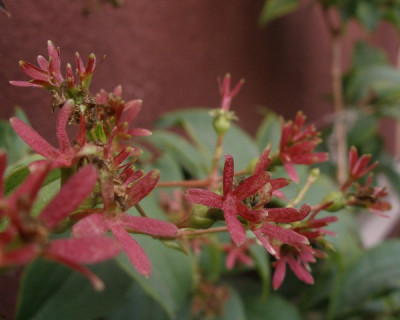 2005-10-13_heptacodium_fruechte.jpg