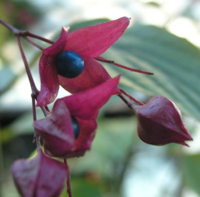 Clerodendrum-Frucht-13-10-05.jpg