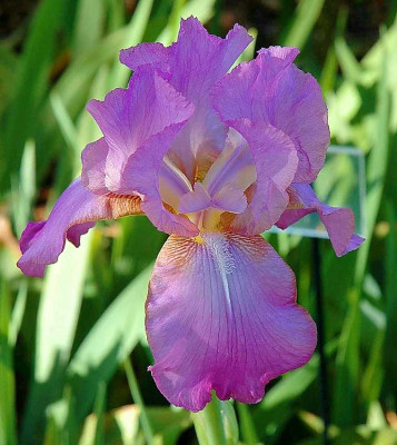 Iris_7_19-05-2005.jpg