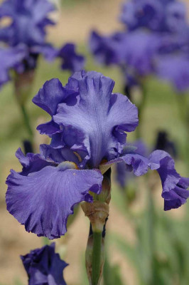 Iris_9_19-05-2005.jpg