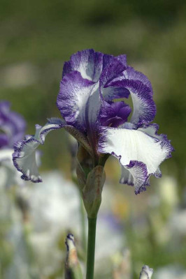 Iris_8_19-05-2005.jpg