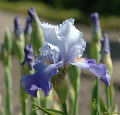 Iris_10_19-05-2005.jpg
