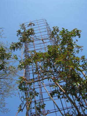 Rosa_AlbericBarbier_20040416.jpg