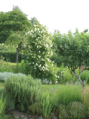Rosa_AlbericBarbier_20050610.jpg