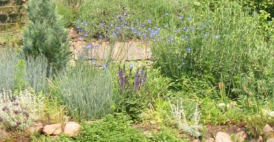 LinumPerenne_20050517.jpg