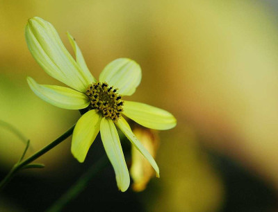 Coreopsis_Verticillata_Moonbeam_14-10-05.jpg