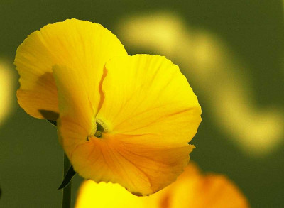 Viola_1_14-10-05.jpg