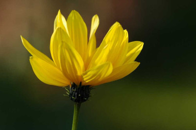 Helianthus_Salicifolius_14-10-05.jpg