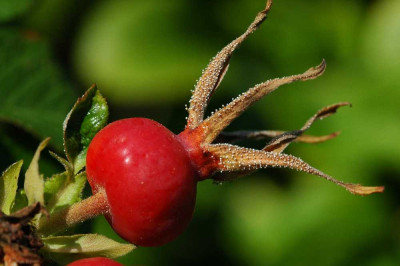 Rosa_Hundsrose_1_14-10-05.jpg