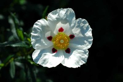 Cistus_-_Bluten_fur_einen_Tag_14-10-05.jpg