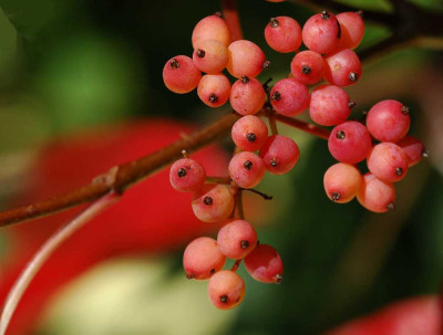 Viburnum_Nudum_Pink_Beauty_1_14-10-05.jpg
