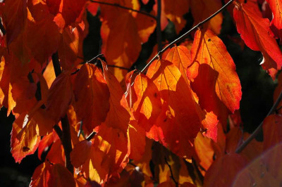 Parrotia_1_14-10-05.jpg