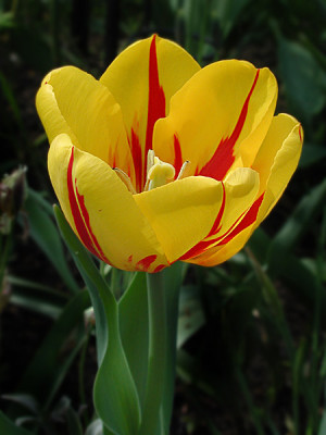 gelbe_tulpe.jpg