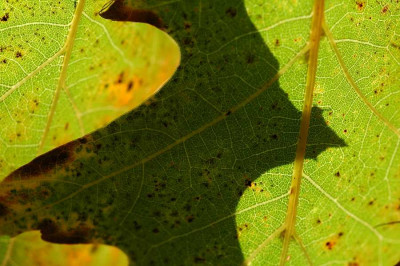 Quercus_Rubrifolia_1_14-10-05.jpg