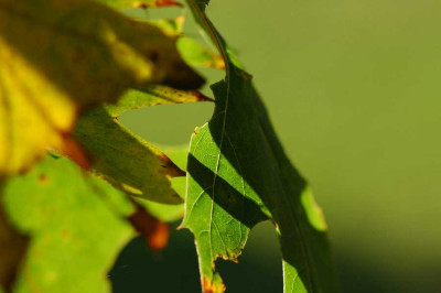 Quercus_Rubrifolia_3_14-10-05.jpg