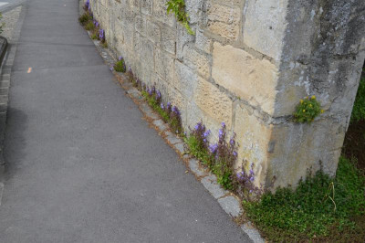 DSC_0246.JPG