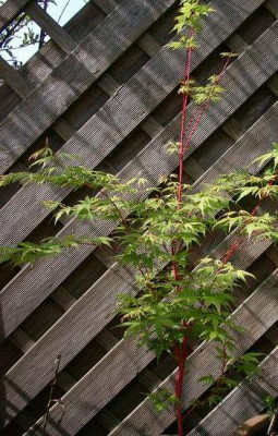 ines-ahorn-acer_plamatum_sangokaku.20040425.jpg