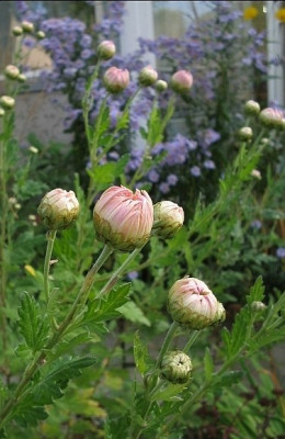 Chrys-Knospen_1.jpg