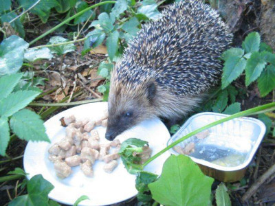 hungriger_Igel.jpg