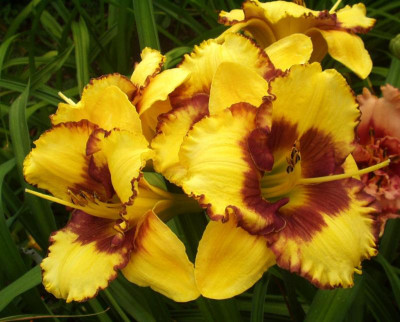 Säml 08-088  Bold Heritage X (Goolagong x Unbekannt) tet.jpg