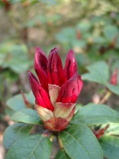 ines-rhodo.20040425.1.jpg