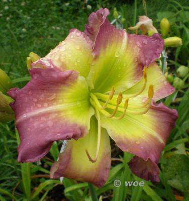Regency heights 2012 2.jpg