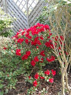 ines-rhodo.20040425.0.jpg