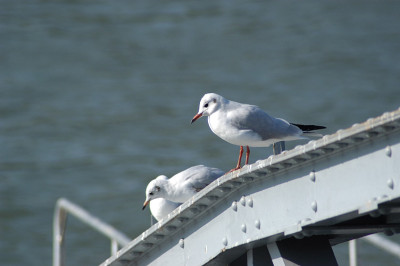 moewen_am_rhein_15763.jpg