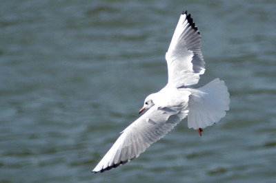 moewenlandung_N15766.jpg