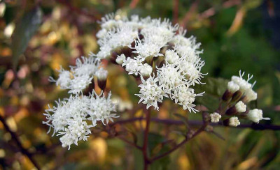 Eupatorium.jpg