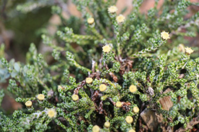 Helichrysum selago var. tumidum (2).jpg