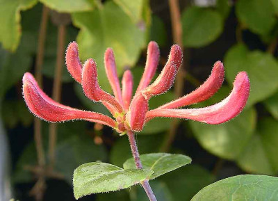 Lonicera99.jpg