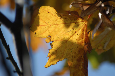 herbstgelbblau_N15770.jpg