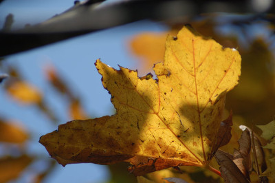 herbstgelbblau_N15771.jpg