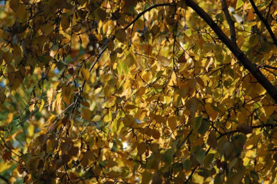 herbstgelb_N15781.jpg