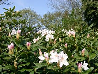 ines-rhodo.20040425.2.jpg