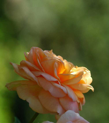 Rosa_Graham_Thomas_14-10-05.jpg