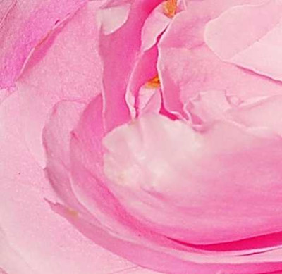 Rosa_Jaques_Cartier_14-10-05.jpg