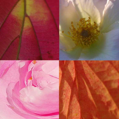 Rosa-rot_1_731x731.jpg