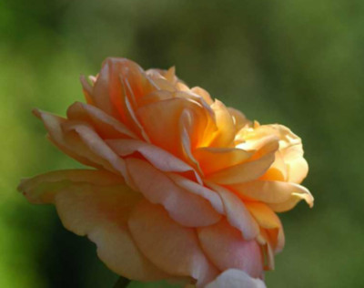 Rosa_G_by_Thomas_14-10-05.jpg