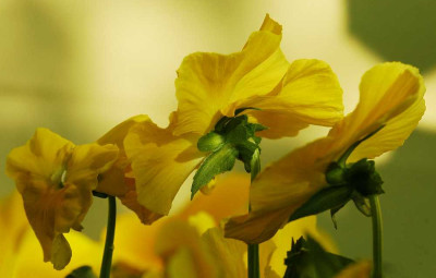 Viola_2_14-10-05.jpg