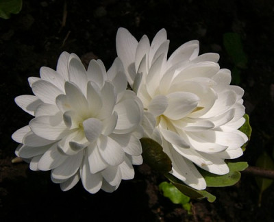 Sanguinaria_canadense_multiplex2.jpg