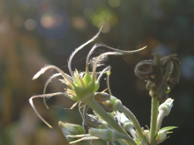 Clematis_tubulosa_morbid.jpg