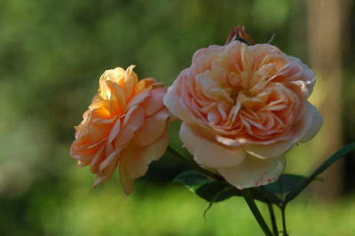 Rosa_Graham_Thomas_1_14-10-05.jpg