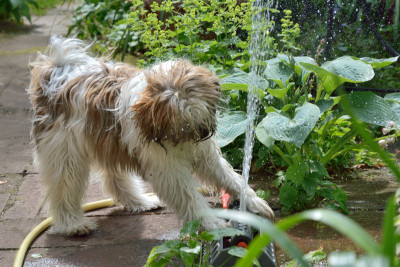 Dana-im-Regen-Jun1615_081-small.jpg