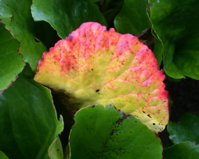 Bergenie_S_20766_92.jpg