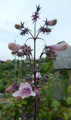 Penstemon digitalis 'Dark Towers'.JPG